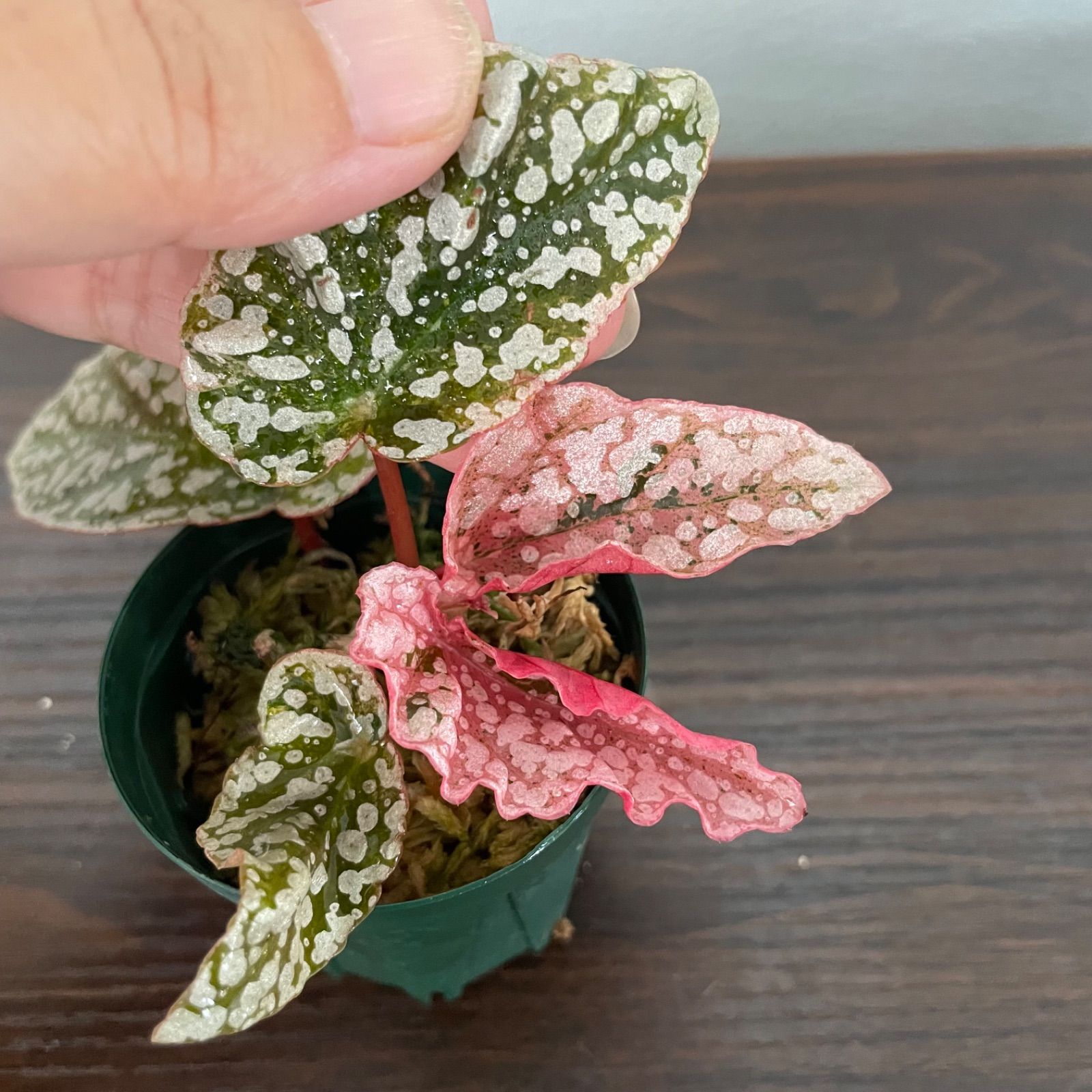 Begonia Capped 斑入り ベゴニア スノーキャップド ベゴニア スノーキャップド 斑入り Begonia Snow capped