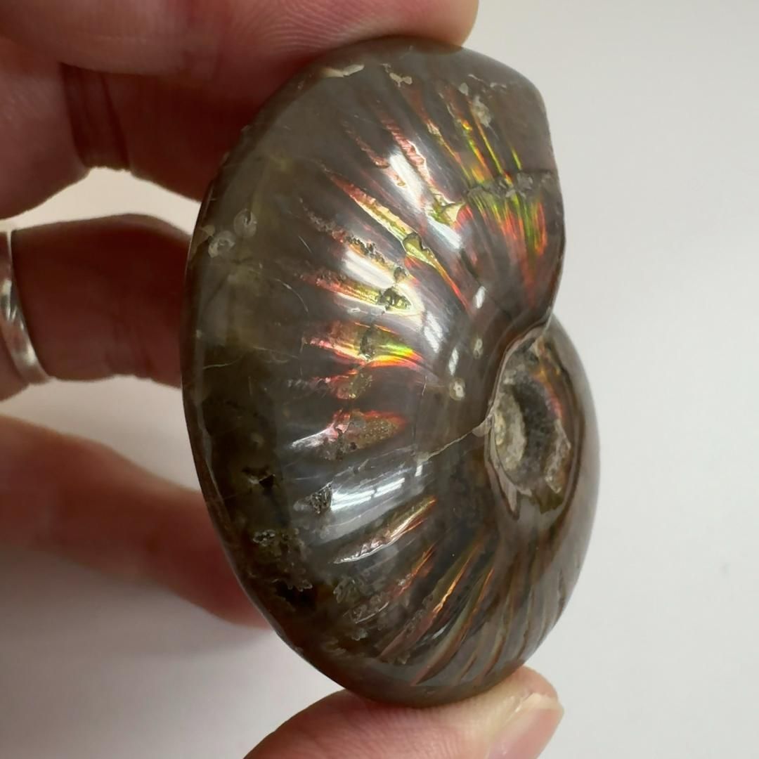 アンモナイト縫合線オパール化石標本 ☆貴重－アンモナイト縫合線