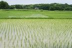 【メール便・送料込み】有機栽培米 玄米 島根県産　3合（４５０ｇ）ﾊﾟｯｸ-5