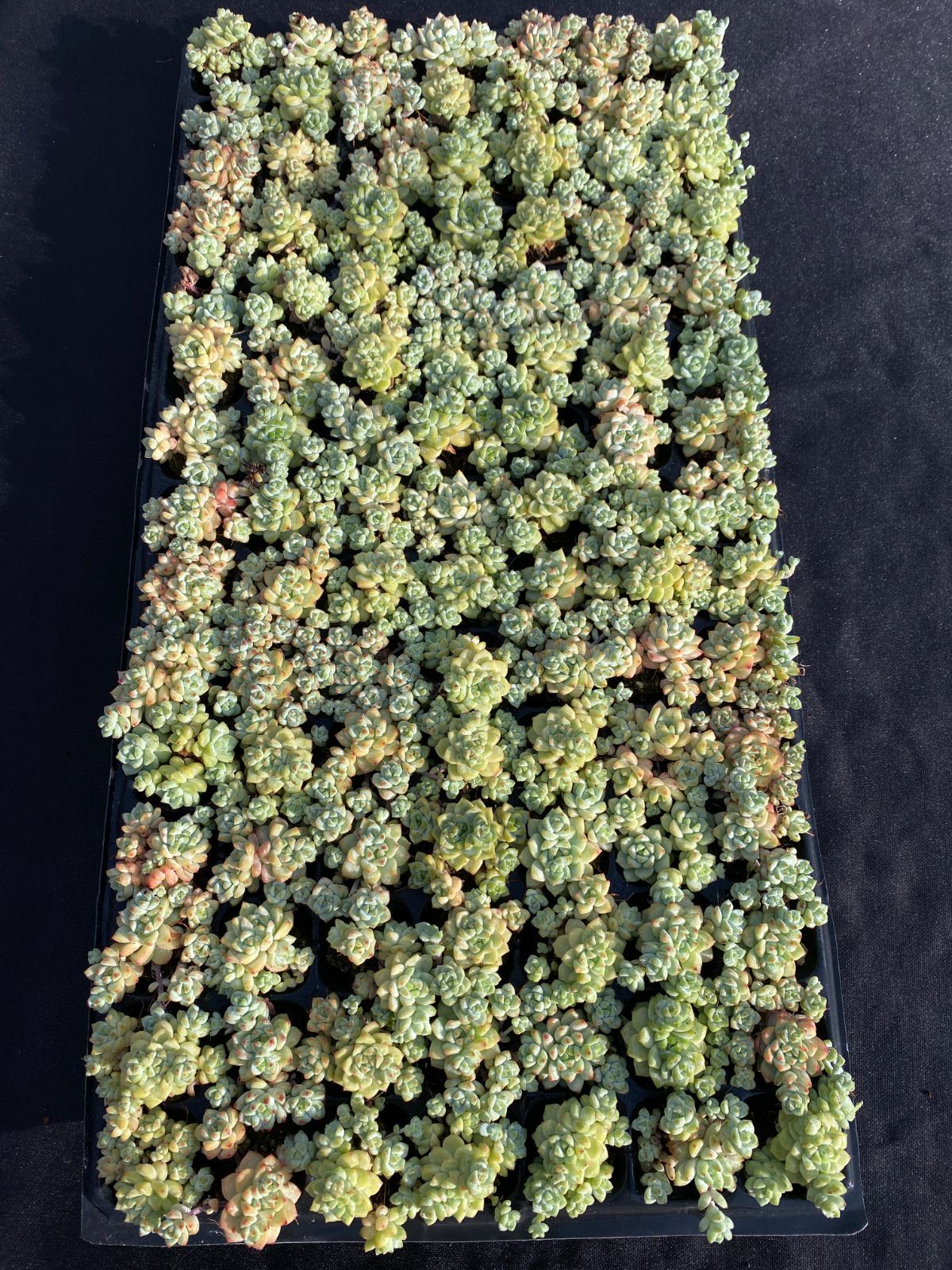 新入荷 キャラメルスプライト XQS26×105苗 土付き 多肉植物 詰め合わせ エケベリア サボテン 韓国苗