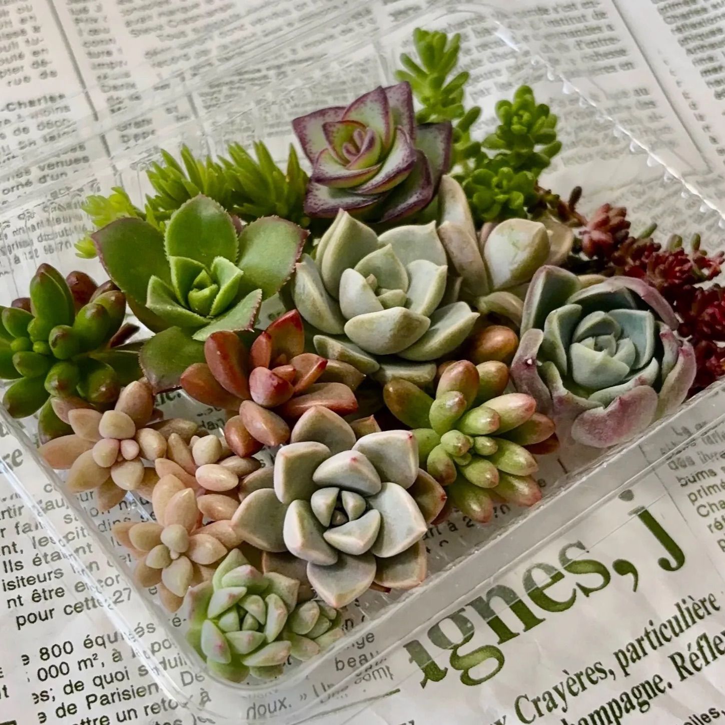 latestplants2019_l230323002