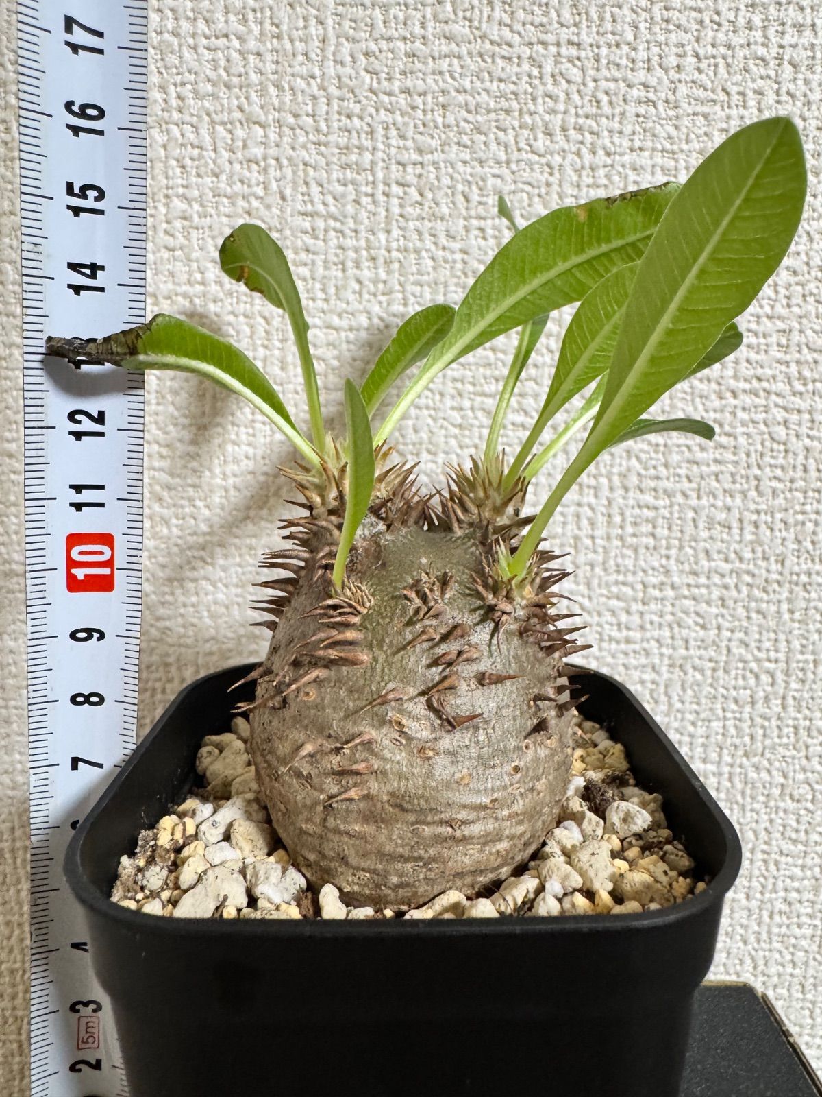 グラキリス　現地球　発根済み　最終値下げ‼️ ☆唯一無二コレクション株☆パキポディウム グラキリス 現地球