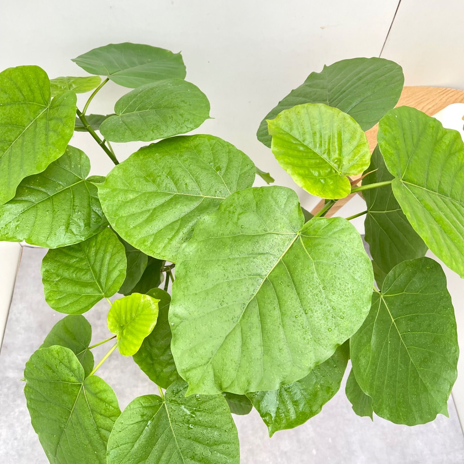 アウトレット 【現品】葉艶良好☆フィカス ウンベラータ 曲がり5号