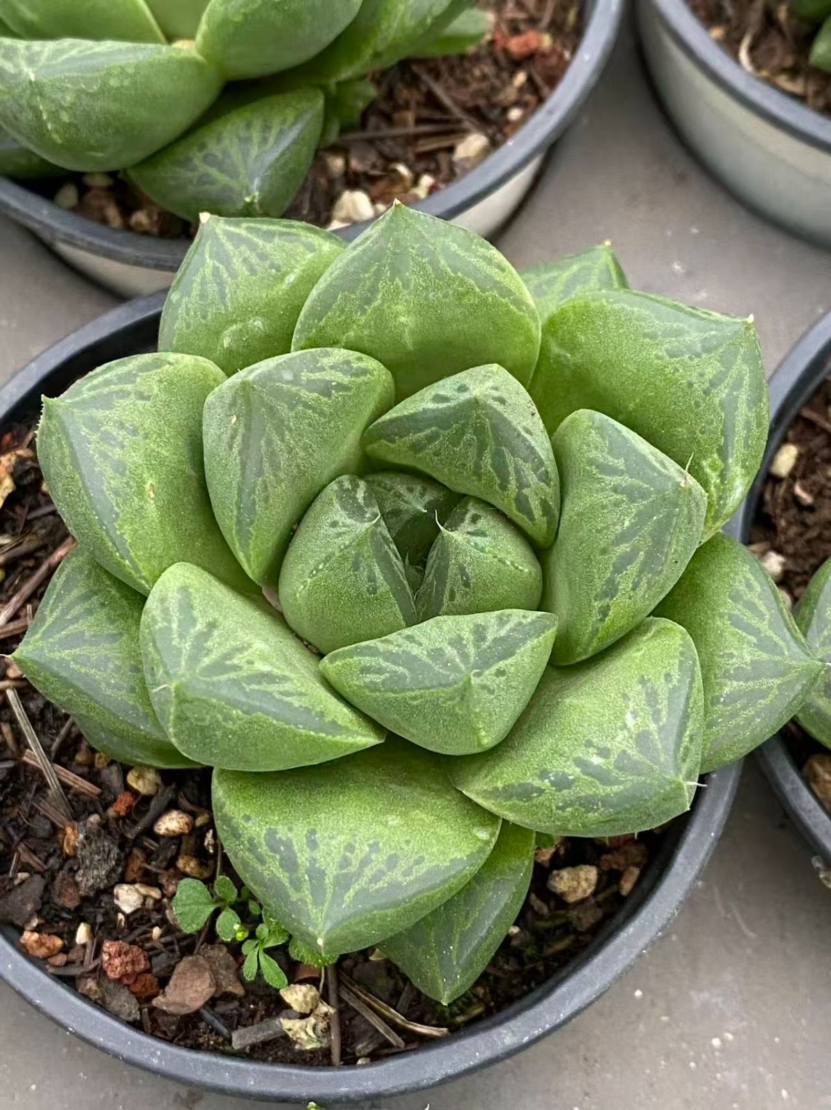 ハオルチア 多肉植物 ブラックオブツーサ錦 オブツーサ錦 | 0 ブラック