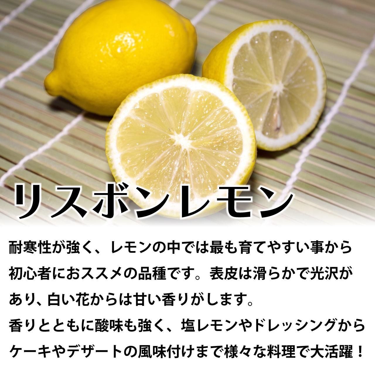 シークワーサー