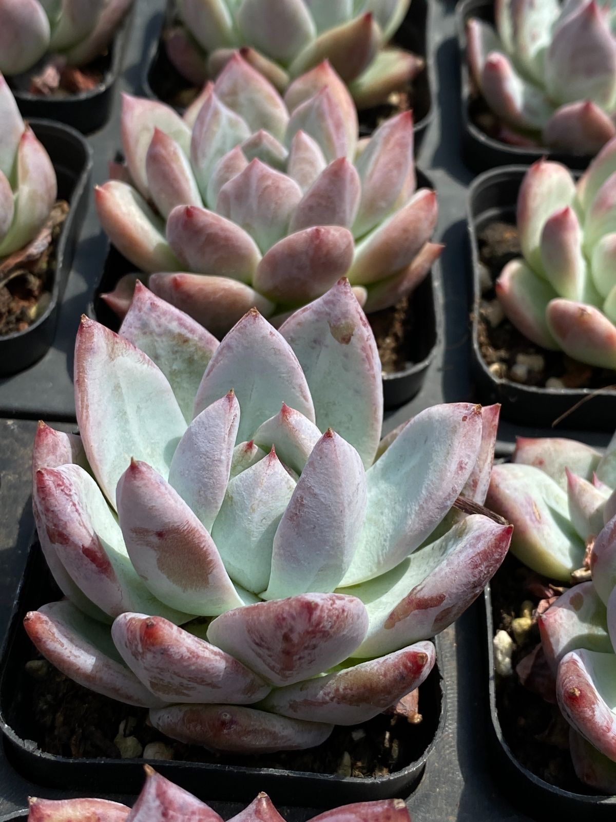 70株の抜き苗セット】コロラータ 多肉植物 佐川急便発送 エケベリア