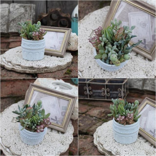 宮殿の寄せ植え ブルー yo47 たにく 多肉植物 寄せ植え 新築祝い 開店