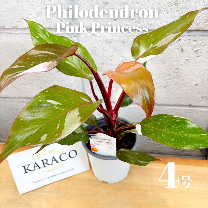フィロデンドロン ピンクプリンセススーパーの苗　メルカリ便発送 フィロデンドロン ピンクプリンセススーパーの苗 メルカリ便発送