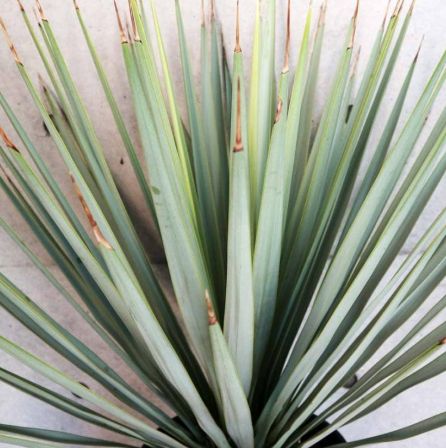 ユッカ リギダ 観葉植物 10号 - メルカリ