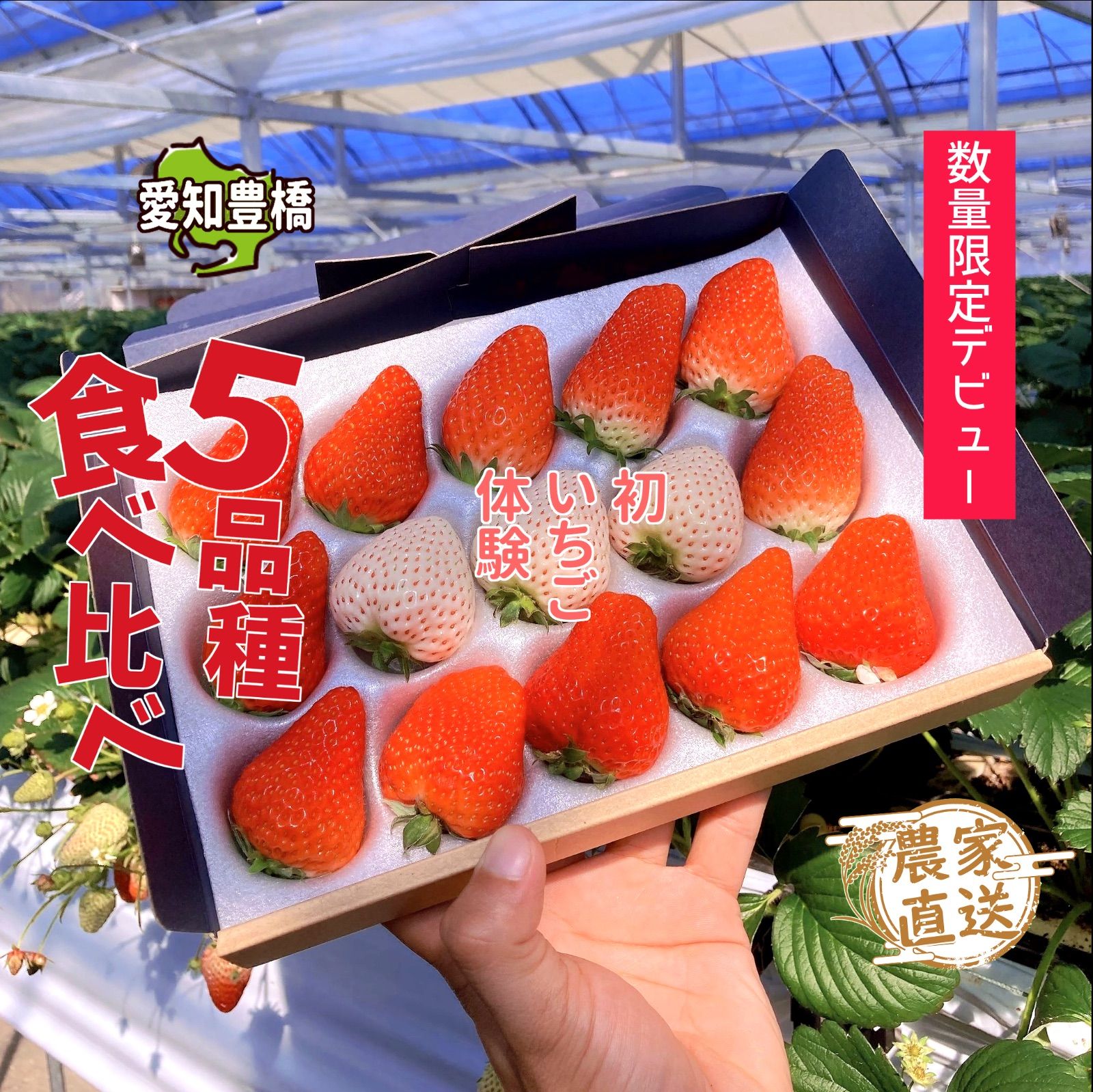 5品種🍓】いちご食べくらべ - メルカリ