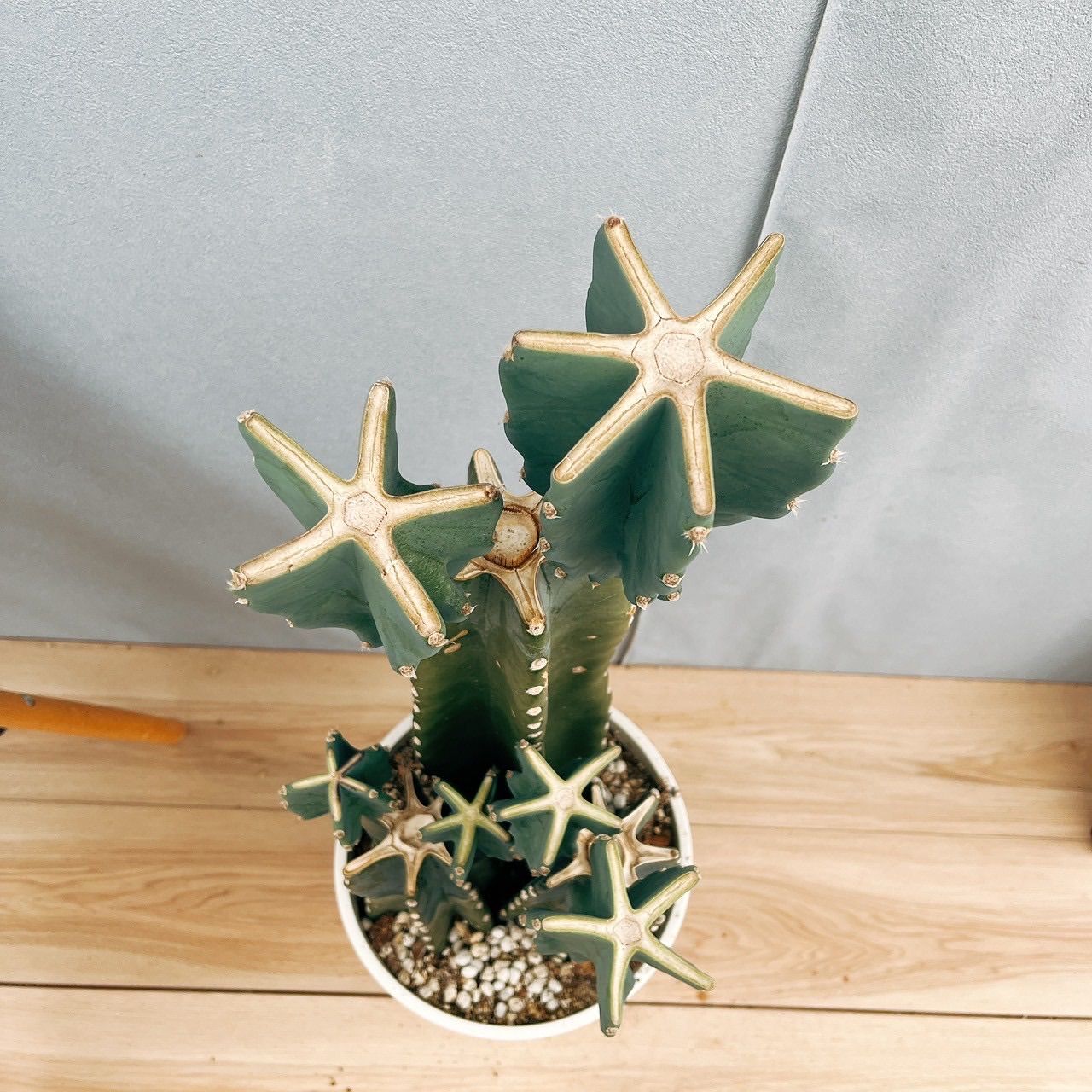 ［現品］7番　柱サボテン　鬼面角 ブランチ　8号　観葉植物　室内　おしゃれ サボテンブランチ 鬼面角 8号 H85 | 花屋つばき
