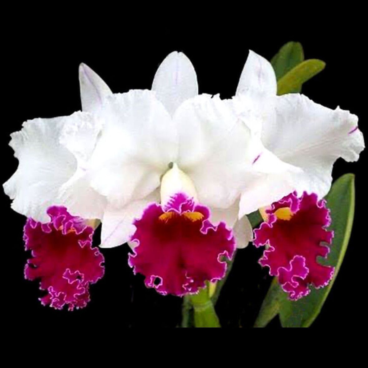 ☆プロフィ必読☆PayPay決済OKページ ペイ様専用ページ ☆プロフィ必読☆PayPay決済OK様 専用ページ PayPay