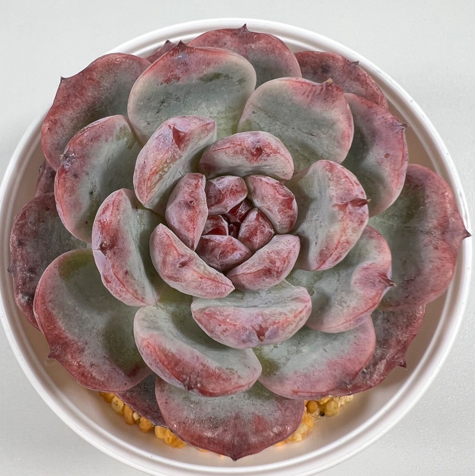 B364］多肉植物 韓国苗 チェリーシャドウ