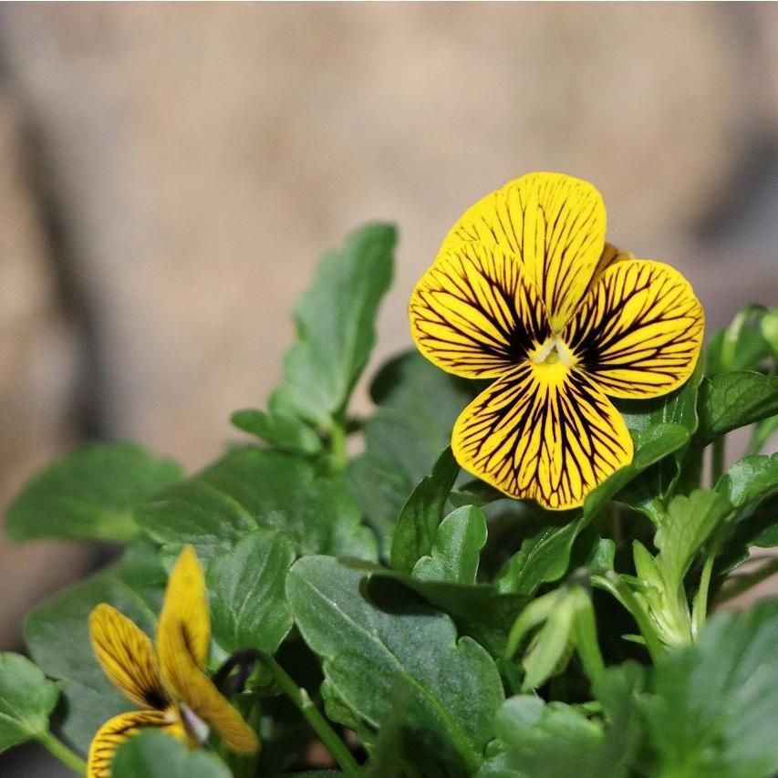 ビオラ タイガーアイ イエロー 3号ポット苗 3株販売 寄せ植え 花壇 鉢植え お洒落 オシャレ 冬の花 花 希少種