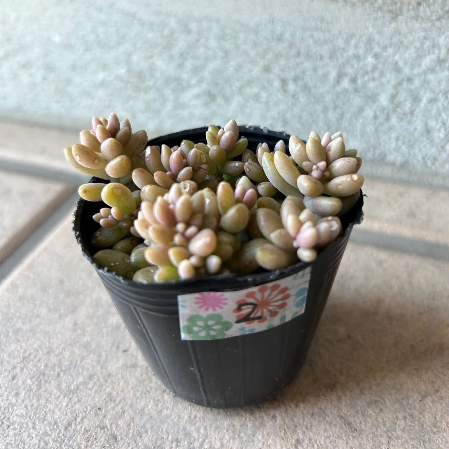 多肉植物 姫秀麗 ② 黒ポットごと - メルカリ