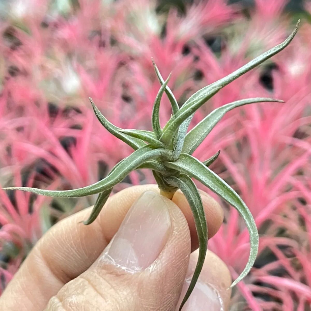 チランジア レクタングラ Tillandsia rectangulaエアプランツ - メルカリ