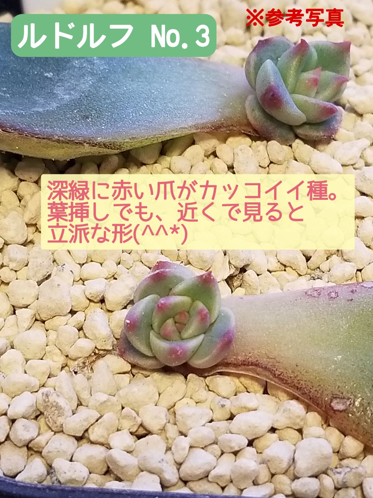 多肉植物 エケベリア ルドルフNO.3 葉挿し 抜き苗(しっかり発根)3＋1枚