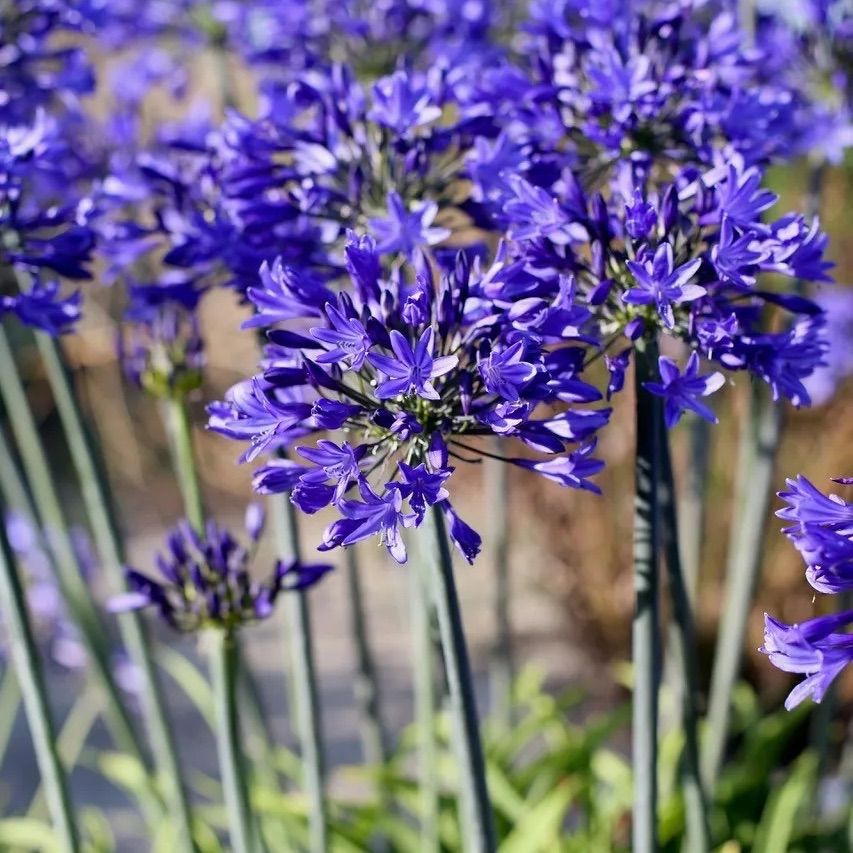 アガパンサス　ブラック系　4苗 アガパンサス ブラック系 4苗