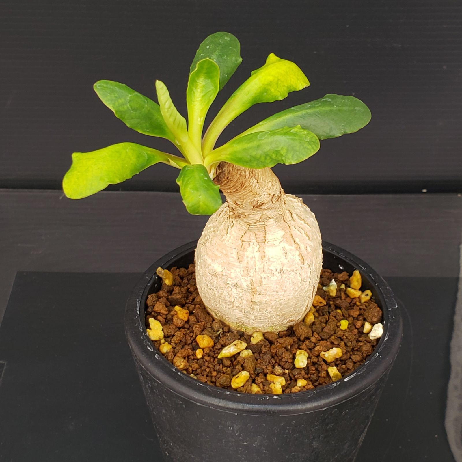 5666 「塊根植物」ユーフォルビア プリムリフォリア 抜き苗【5/8最新