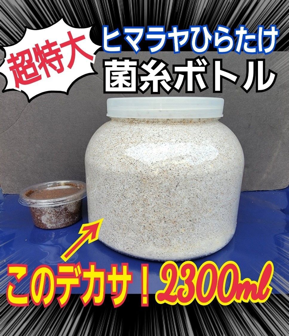 スーパービックサイズ2300ml【5本セット】特選ヒマラヤひらたけ菌糸瓶☆大型クワガタ羽化専用！トレハロース・キトサン・ローヤルゼリー強化配合！ギネス サイズ狙いに！ - メルカリ