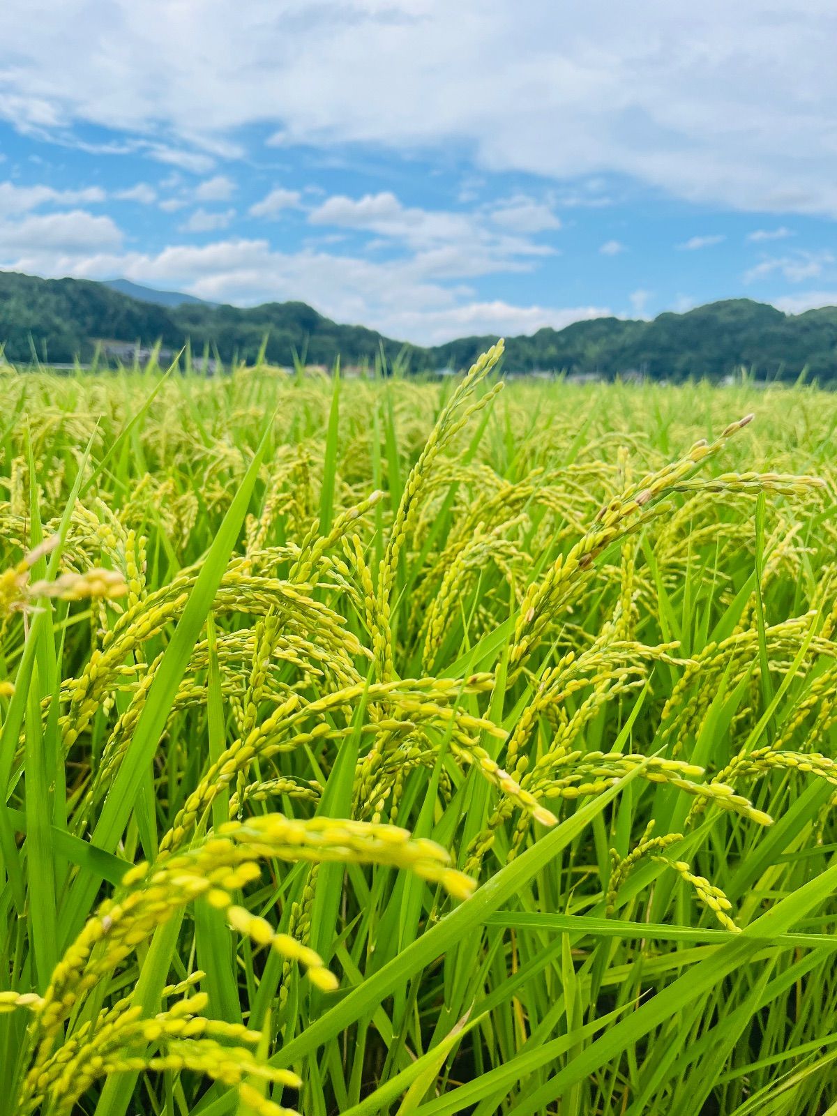令和7年産 福岡県産