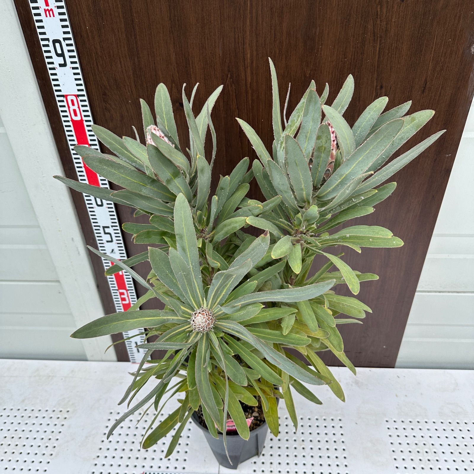 現品 ④ プロテア メイデイ 7号 花芽付き 美株 オージープランツ 品種