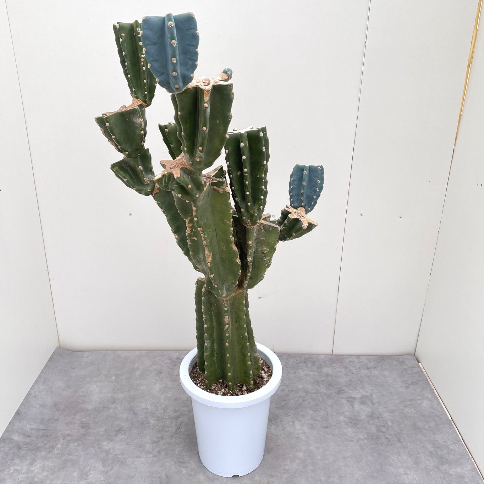 柱サボテン　ブランチ　3 柱サボテン ブランチ 3【現品】観葉植物 室内 ドライガーデン 大型