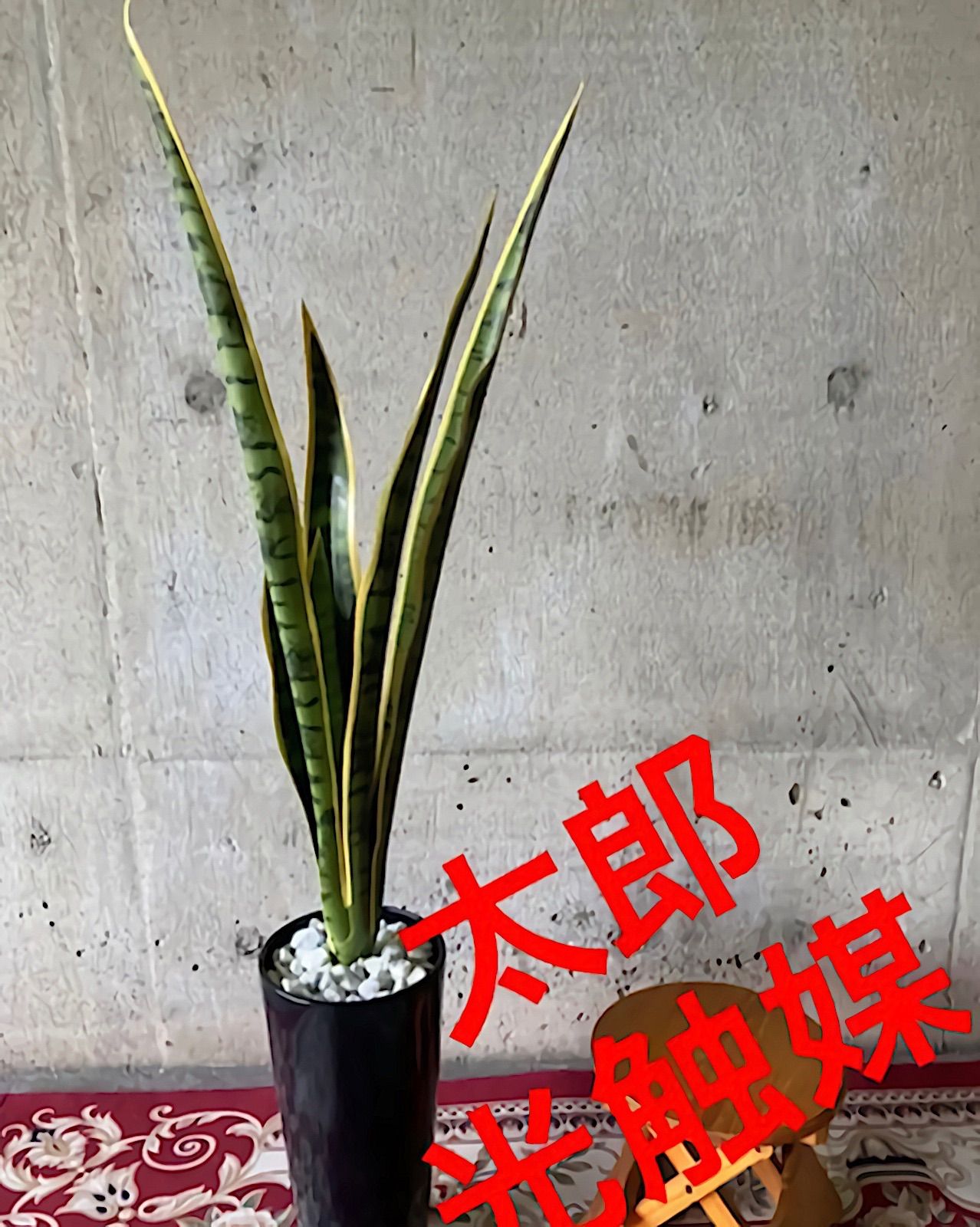 サンスベリア100