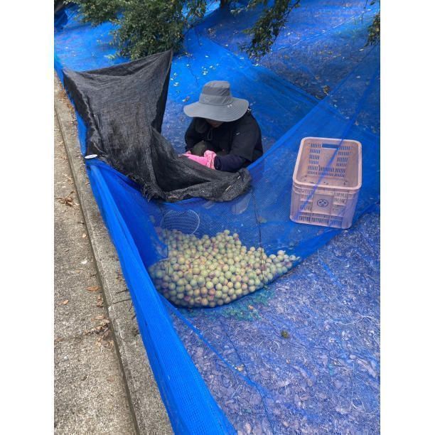 工場 価格高騰！農家直送！紀州南高梅 樽 10kg 無添加 和歌山 紀州