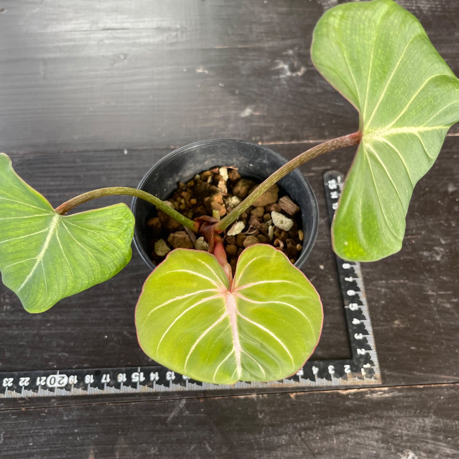 送料無料！モンステラ エスケレート Monstera esqueleto