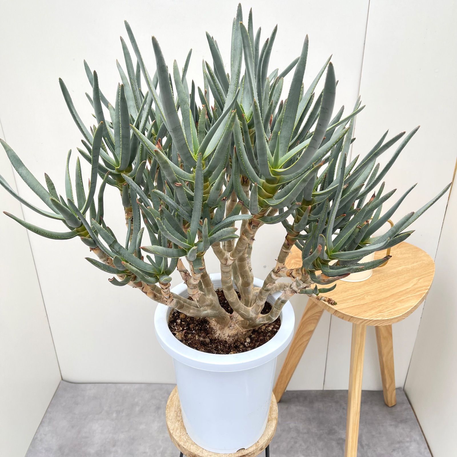 ドライガーデン