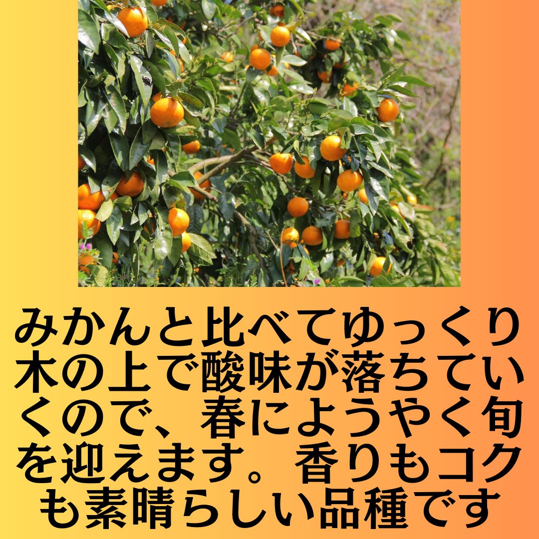春みかん