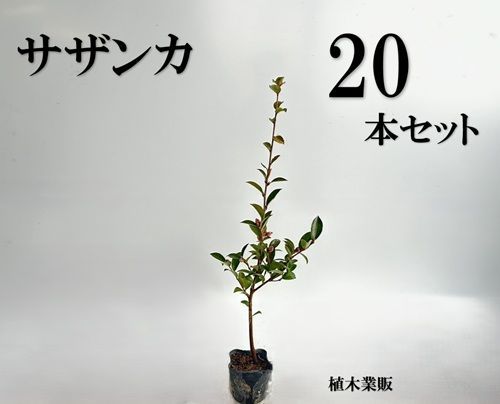 20本セット サザンカ樹高0.5m前後10.5cmポット