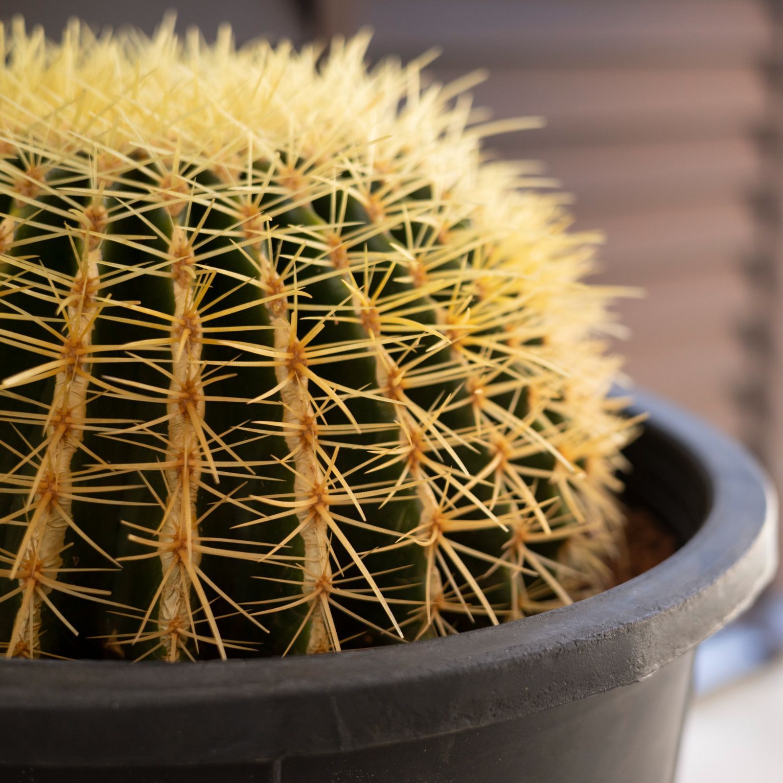 a特大金鯱サボテン12号36cmセーナリー鉢