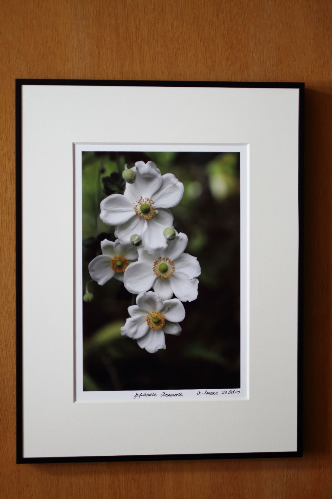 A4額付き】井上治OsamuInoue 『Japanese Anemones』