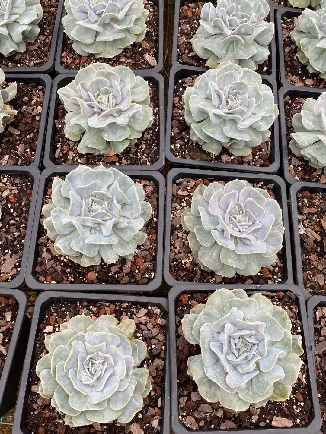 多肉植物 佐川急便発送