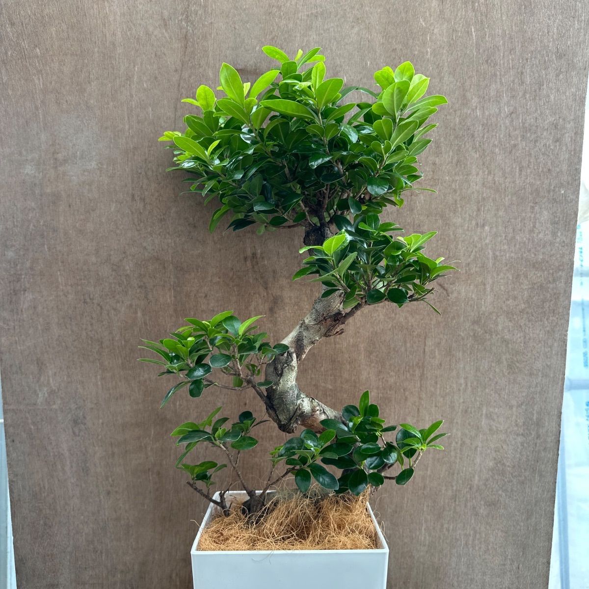 ガジュマル ② Ficus microcarpa 現品 昇り龍 仕立て フィカス