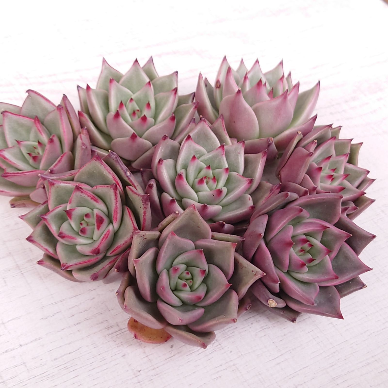 20多肉植物エボニー抜き苗¥450