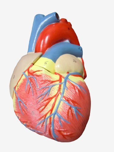 ＭＦＣ 心臓模型 実物大【スタンド付き】 弁 右心房 左心房 右心室 左心室 人体模型 - メルカリ