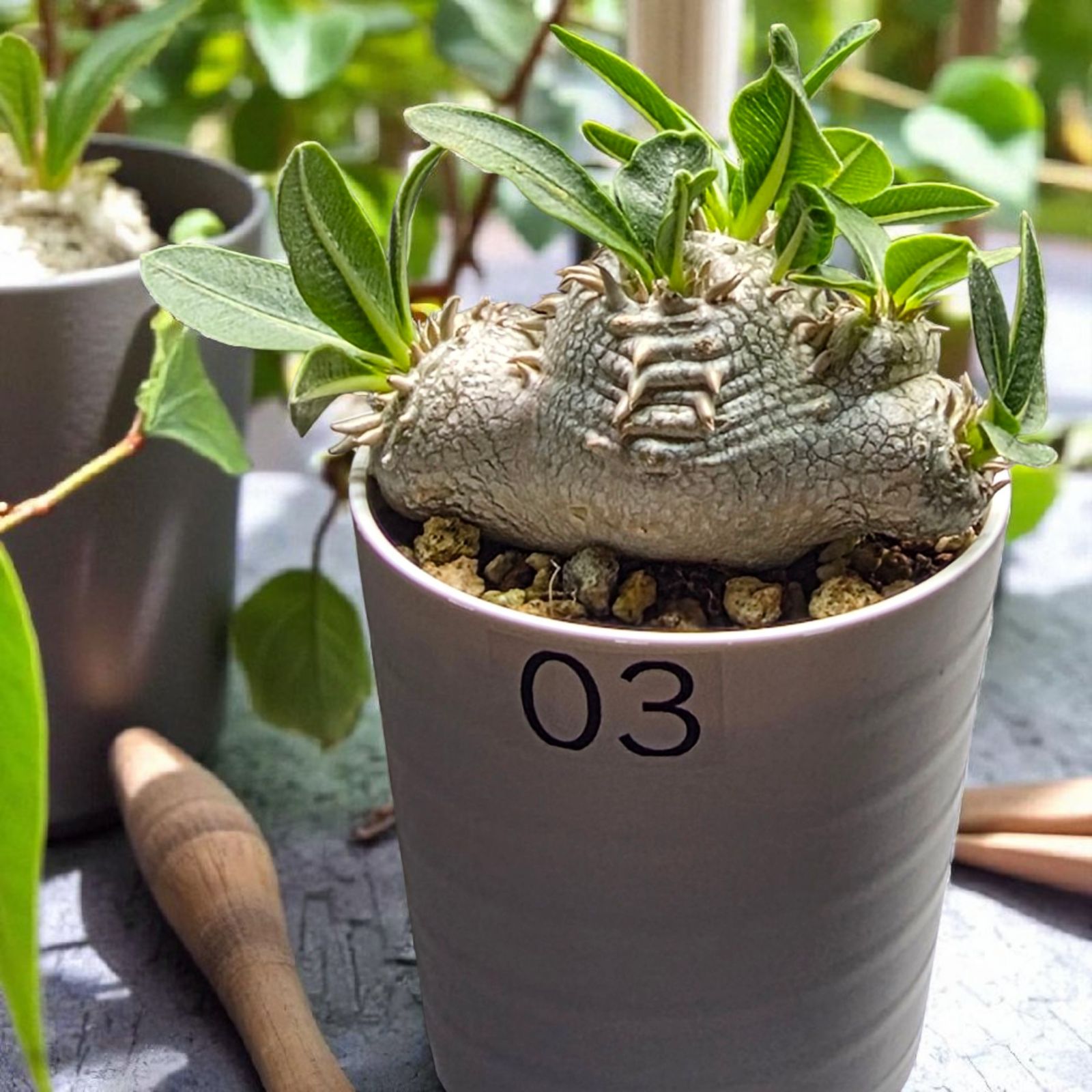 良形・人気種】パキポディウム・ブレビカウレ “恵比寿笑い