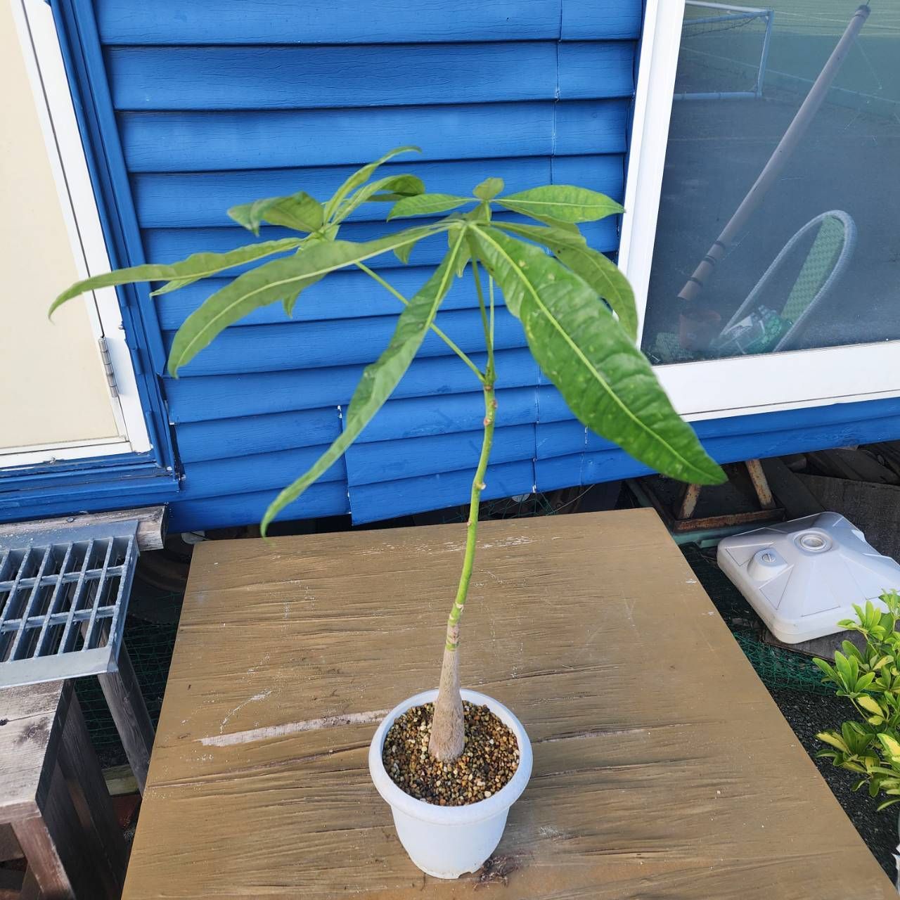 ただよです。パキラ 観葉植物｜パキラ ミルキーウェイ 斑入り 6号【THE GOOD FLOWER
