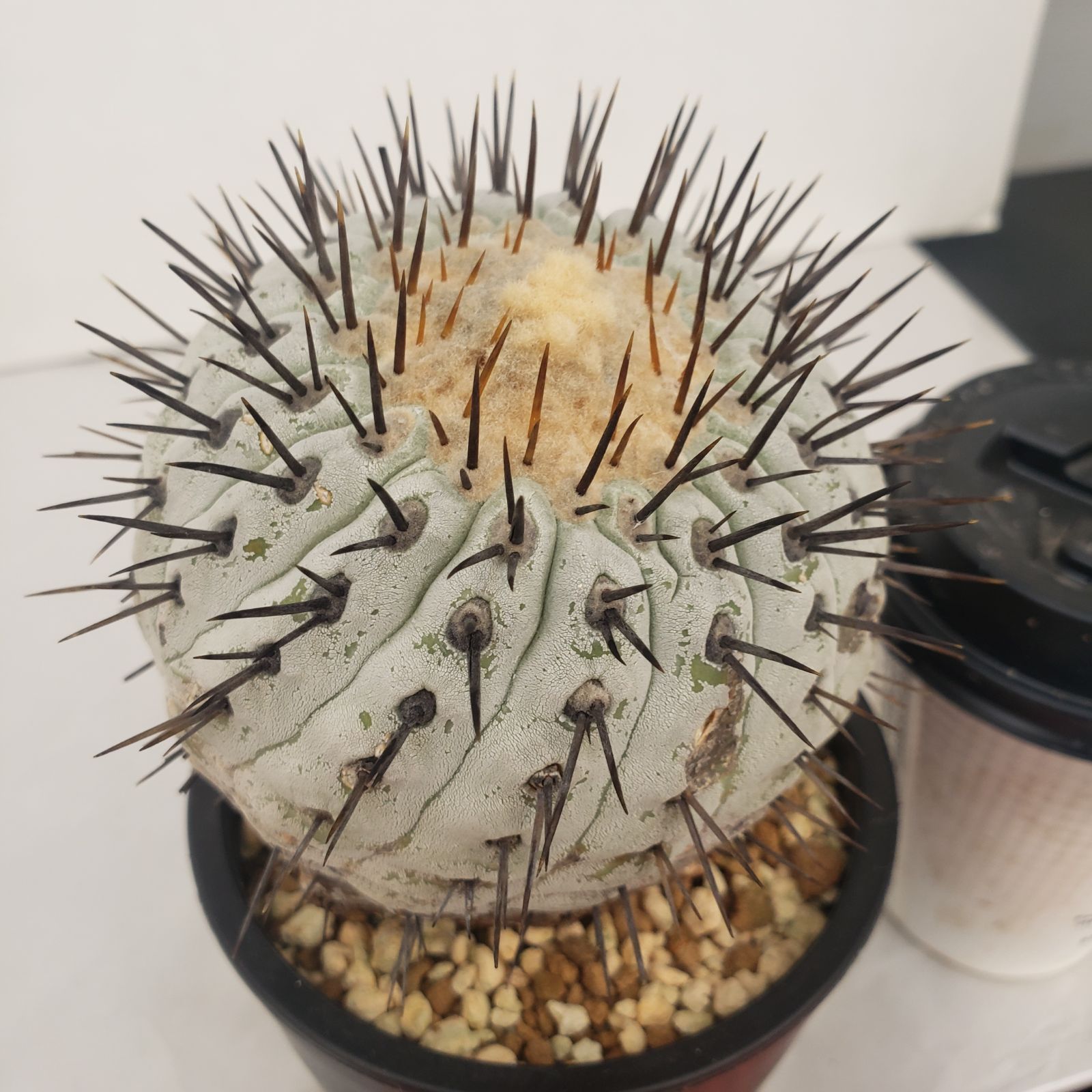 M525【自社養生株】コピアポア コルムナアルバ（発根株・鉢植え