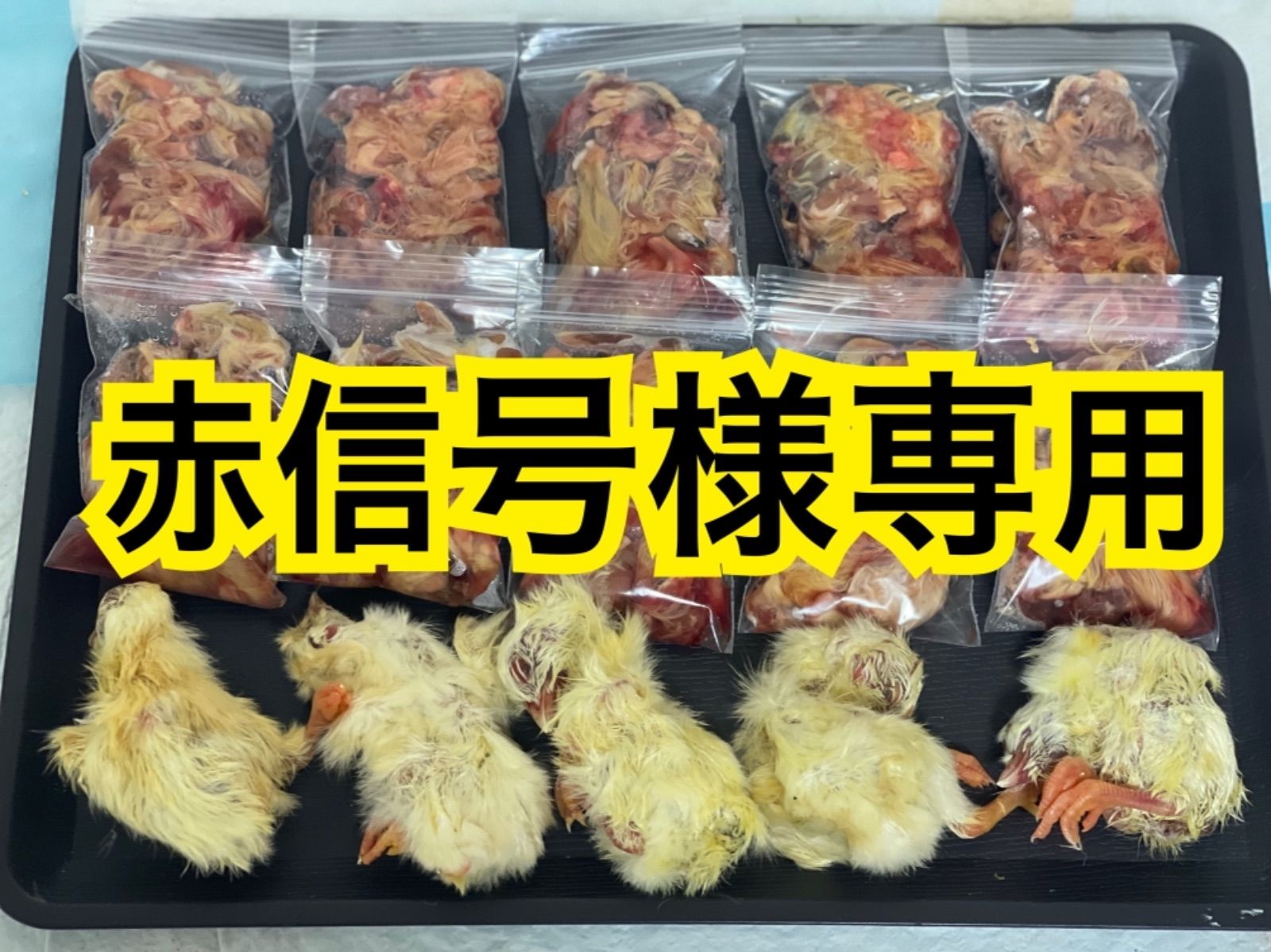 業界最安値‼️冷凍ヒヨコ300羽 【公式通販】