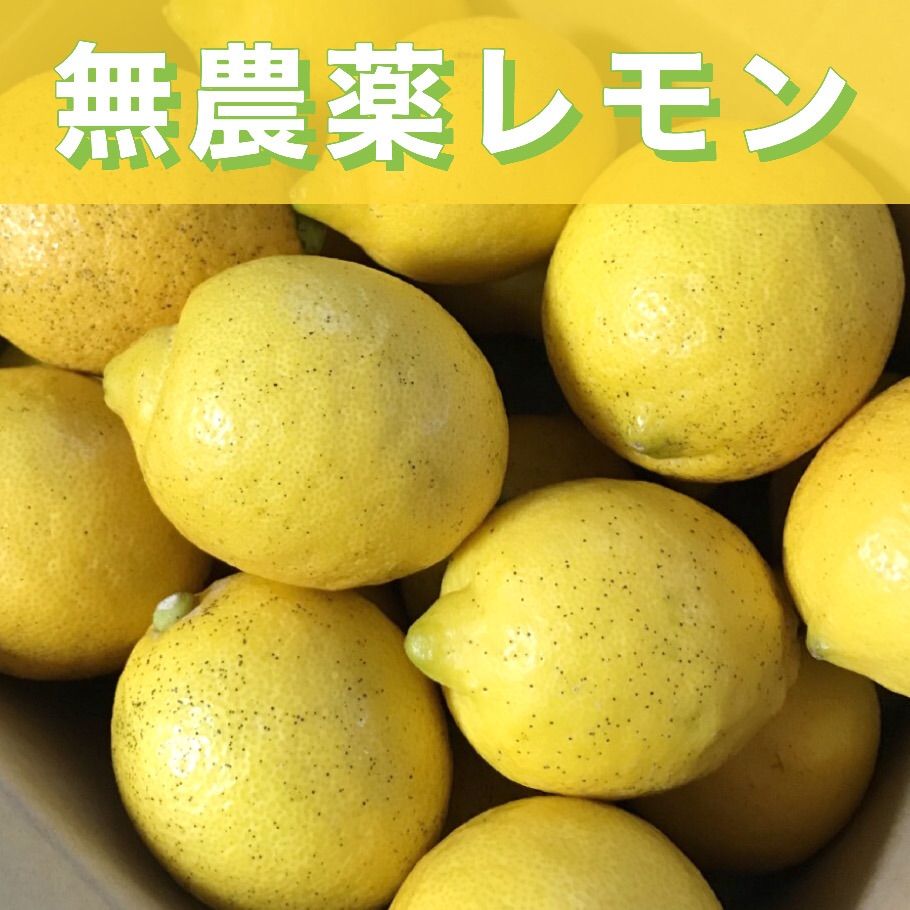 愛媛県産 国産 グリーンレモン 約3kg 農薬不使用 レモン 果物 フルーツ ⑤