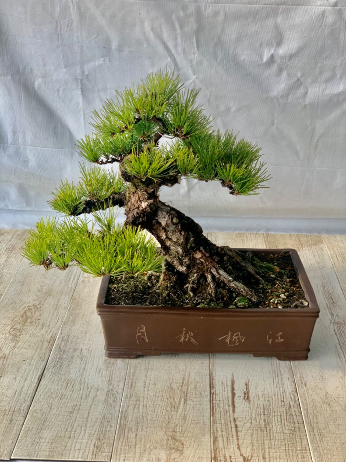 ミニ盆栽 盆栽 旭山桜盆栽 真柏盆栽 懸崖 真柏 黒松 赤松 五葉松 盆栽