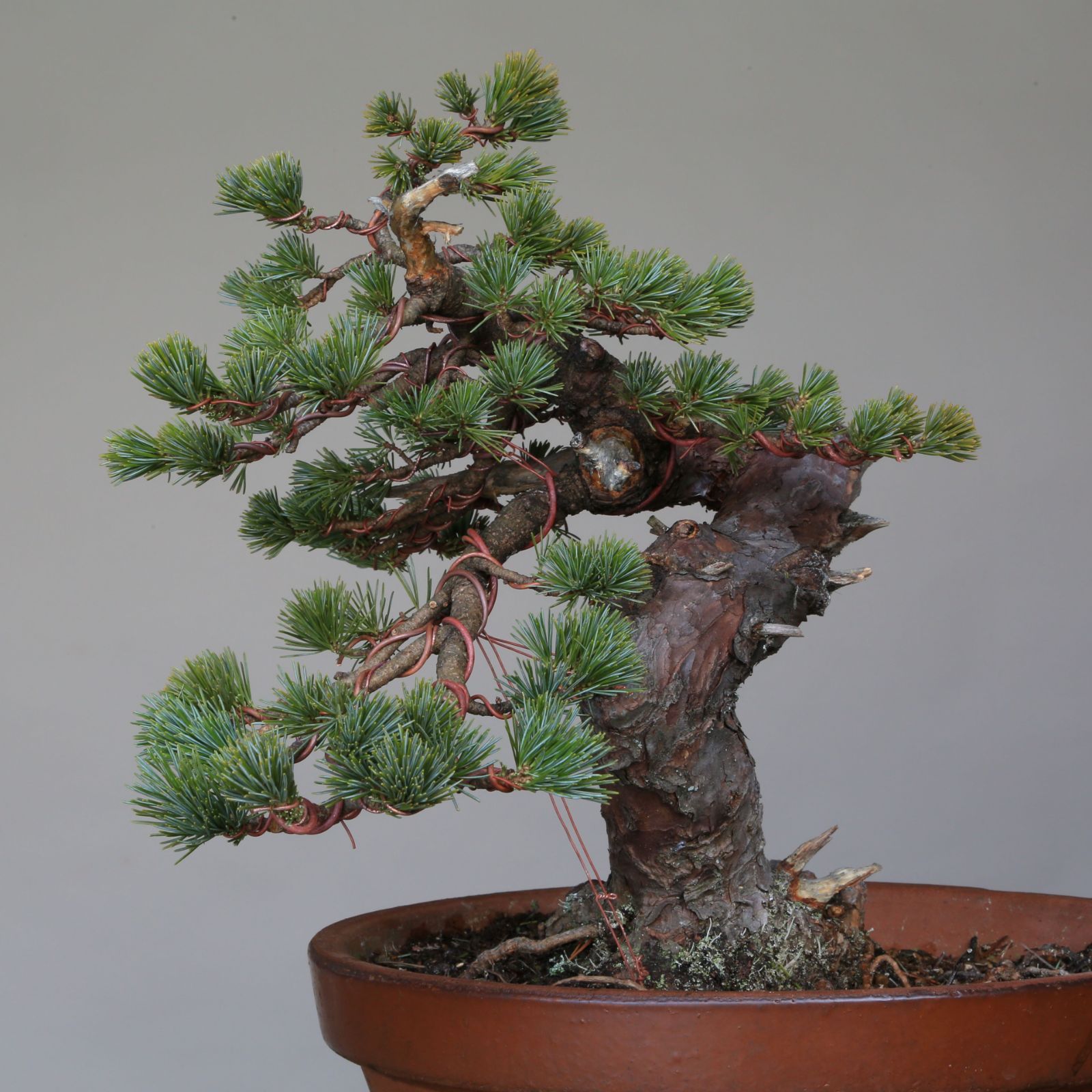 吾妻五葉松 短葉 大品 五葉松 [細幹斜幹木] 大品盆栽 盆栽