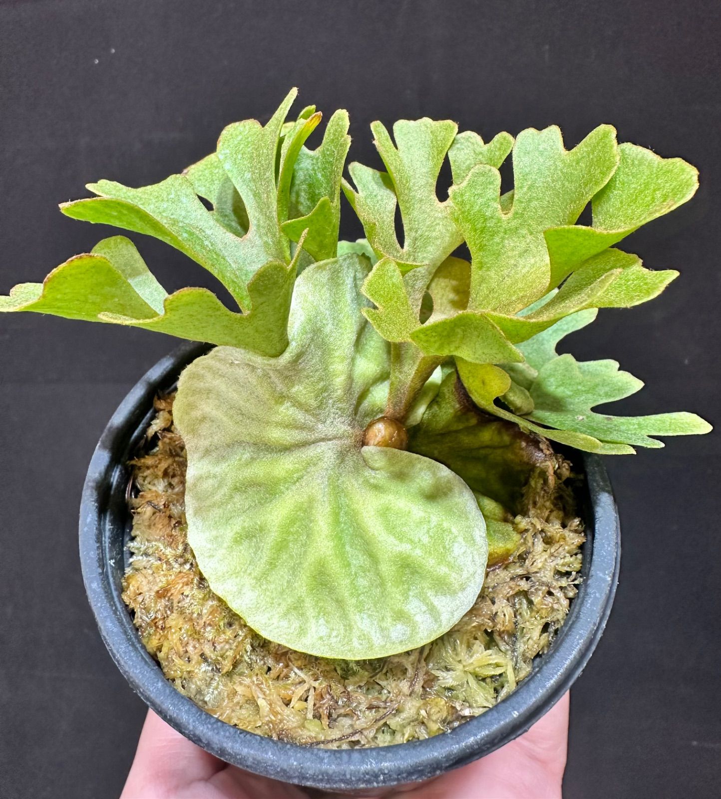 ビカクシダ リドレイ ドワーフシルベリー Dwarf Silvery