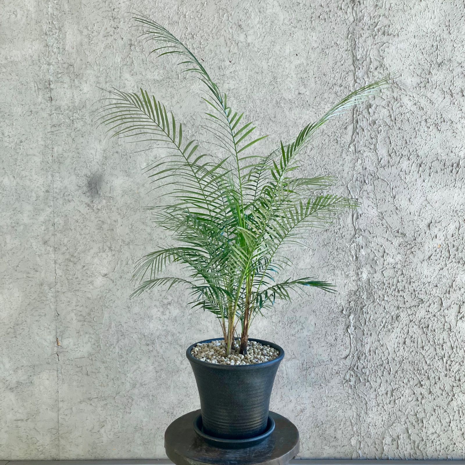 販売済み 希少品種 ブラジルヒメヤシ 7号 テラコッタ性鉢植え