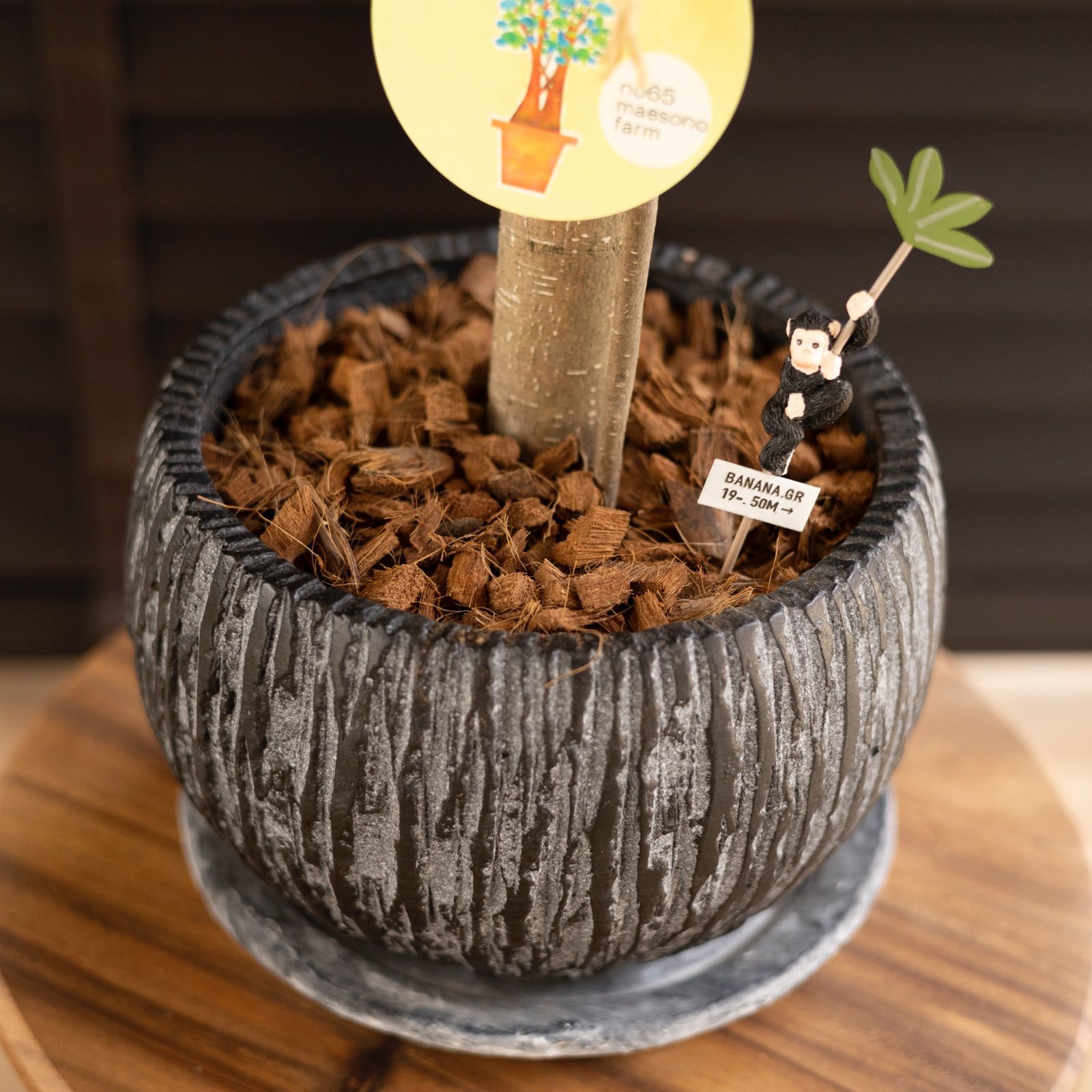 パンダガジュマル 7号 陶器鉢 ピック付 観葉植物 ガジュマルの木 多幸