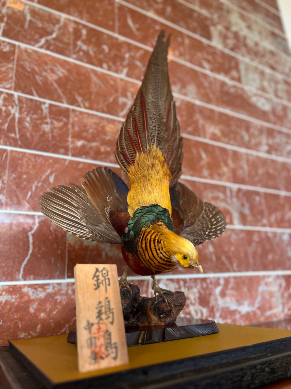 天然木の置物 鳥の剥製2羽付き インテリア ☆ 天然木の置物 鳥の剥製2羽付き インテリア - メルカリ